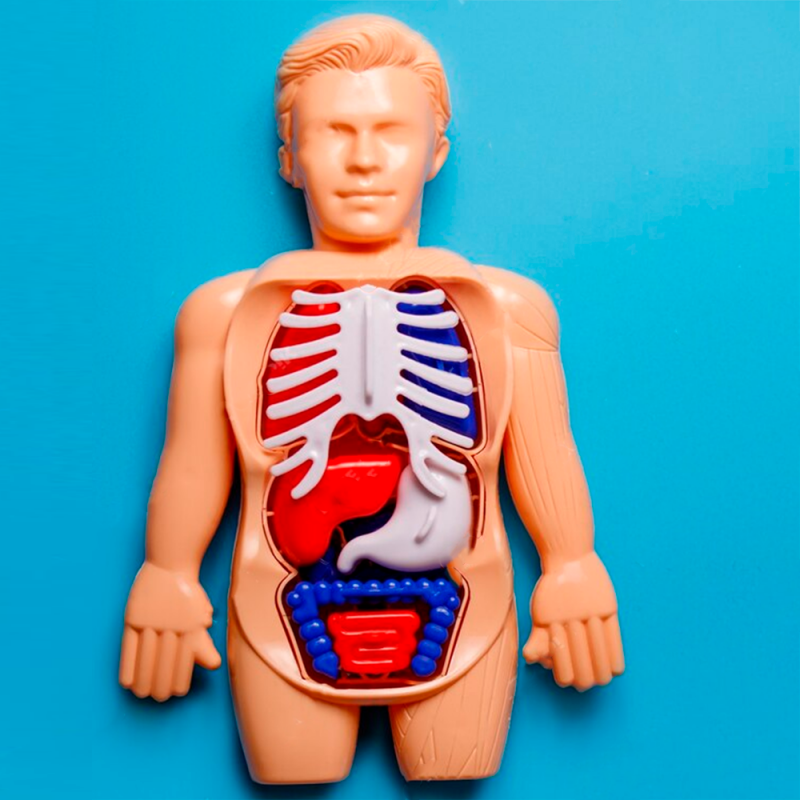 Kit Medico Corpo Humano 13 Peças Brinquedo Infantil - Feira Da Madrugada SP!